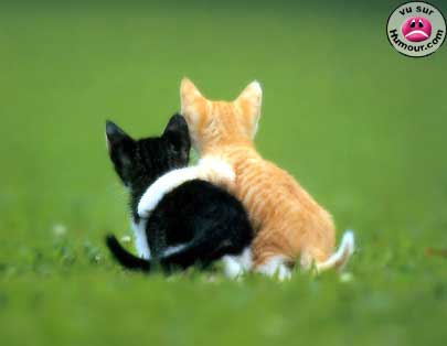 tr mignon